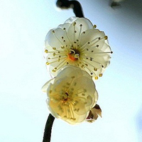小花头像唯美图片