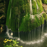 qq头像植物风景