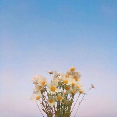 qq头像花朵图片