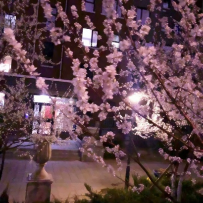 qq头像花朵图片