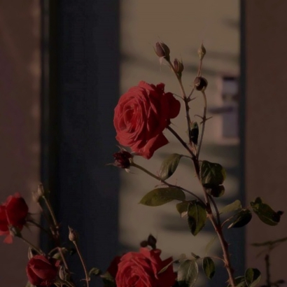 qq头像花朵图片