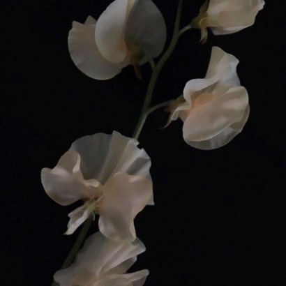 qq头像花朵图片