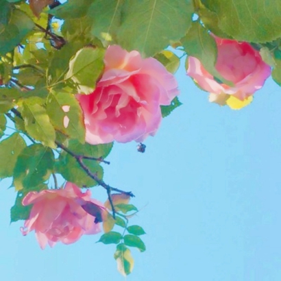 qq头像花朵图片