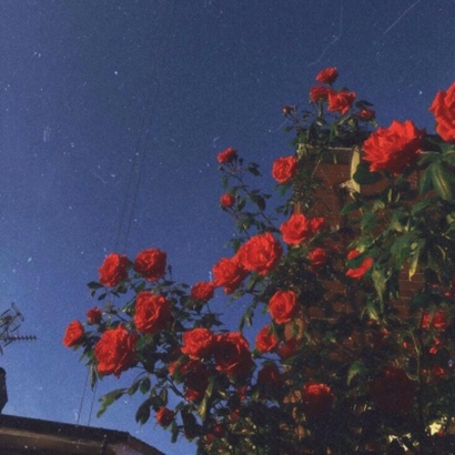 qq头像花朵图片