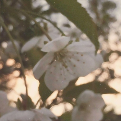 qq头像花朵图片