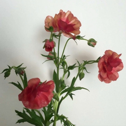 qq头像花朵图片