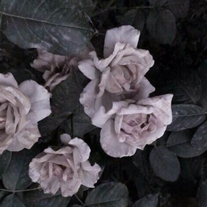 qq头像花朵图片