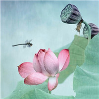 中年人荷花头像