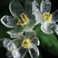 骷髅花头像图片大全