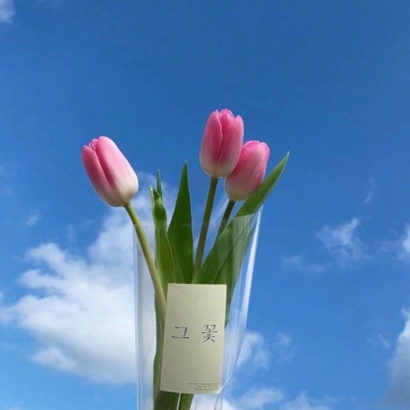 单独一束花头像图片大全