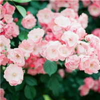 花卉头像图片大全