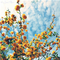 花卉头像图片大全