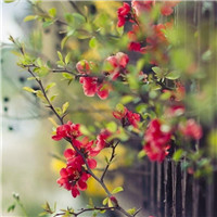 花卉头像图片大全