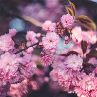 花卉头像图片大全