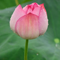 荷花露珠头像图片大全