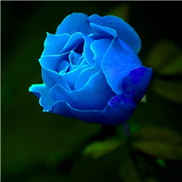蓝色玫瑰花图片头像大全