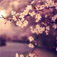 樱花图片唯美头像