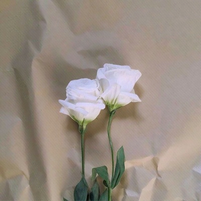 玫瑰头像图片大全