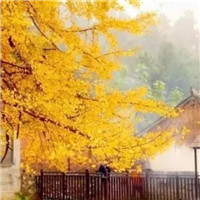 银杏叶头像图片大全