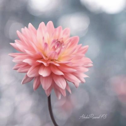 微信花头像