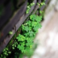幸运草头像图片大全