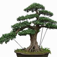 盆栽微信头像图片大全