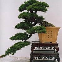 盆栽微信头像图片大全