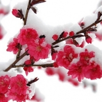 微信头像梅花图片大全