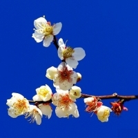 微信头像梅花图片大全
