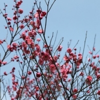 微信头像梅花图片大全