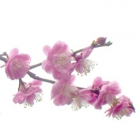 微信头像梅花图片大全