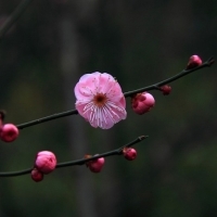 微信头像梅花图片大全