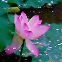 微信头像荷花图片大全