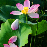 微信头像荷花图片大全