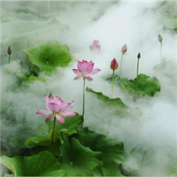 微信头像荷花图片大全