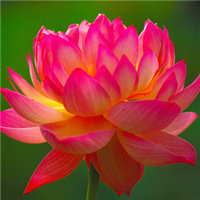 微信头像荷花图片大全