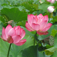 微信头像荷花图片大全