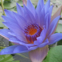 微信头像荷花图片大全