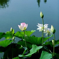 微信头像荷花图片大全