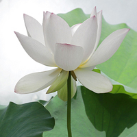 微信头像荷花图片大全