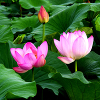 微信头像荷花图片大全