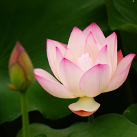 微信头像荷花图片大全