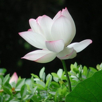 微信头像荷花图片大全