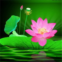 微信头像荷花图片大全