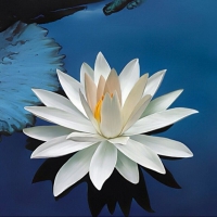 微信头像荷花图片大全