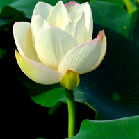 微信头像荷花图片大全