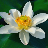 微信头像荷花图片大全