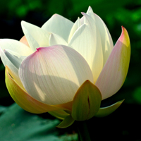 微信头像荷花图片大全