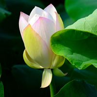 微信头像荷花图片大全