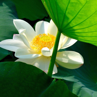 微信头像荷花图片大全